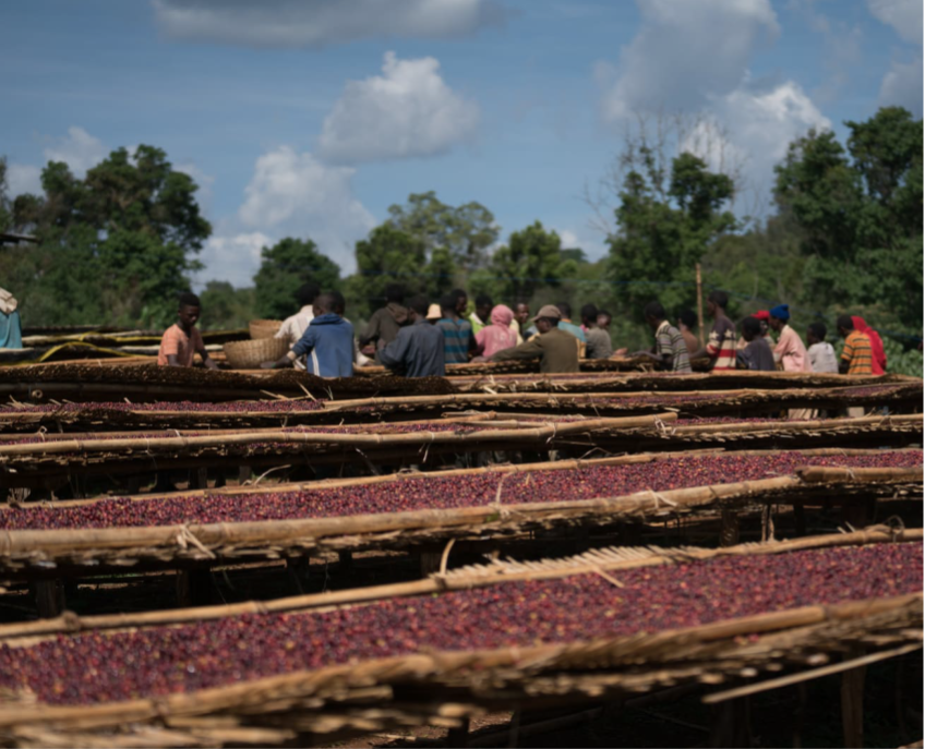 Ethiopia - Yirgacheffe